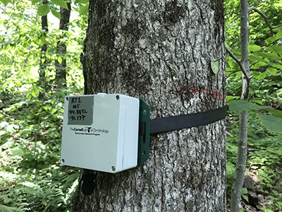 Bird audio recorder for evaluating bird community responses to adaptive silviculture treatments. Photo credit: David Lutz, Dartmouth College