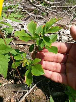 Bitternut hickory seedling planted in transition treatment 