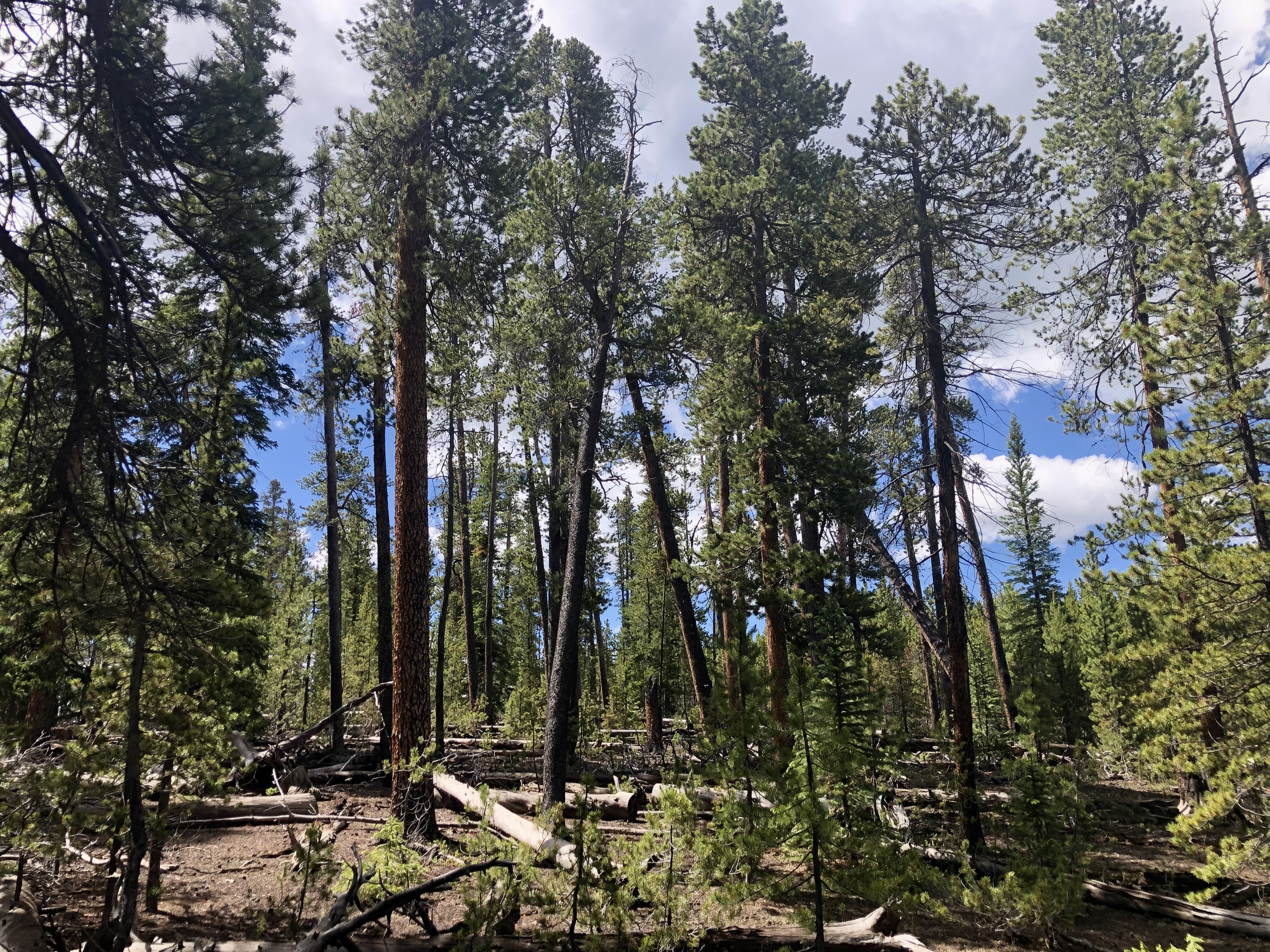 The resilience treatment will maintain lodgepole pine as dominant species