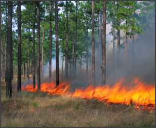 Prescribed burn at Jones Center; Photo Credit: J. W. Jones Ecological Research Center