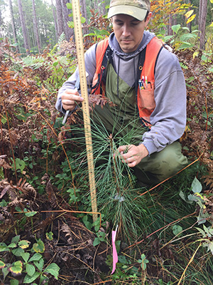 Ponderosa pine growth in transition treatment; Photo Credit: Josh Kragthorpe, Northern Research Station