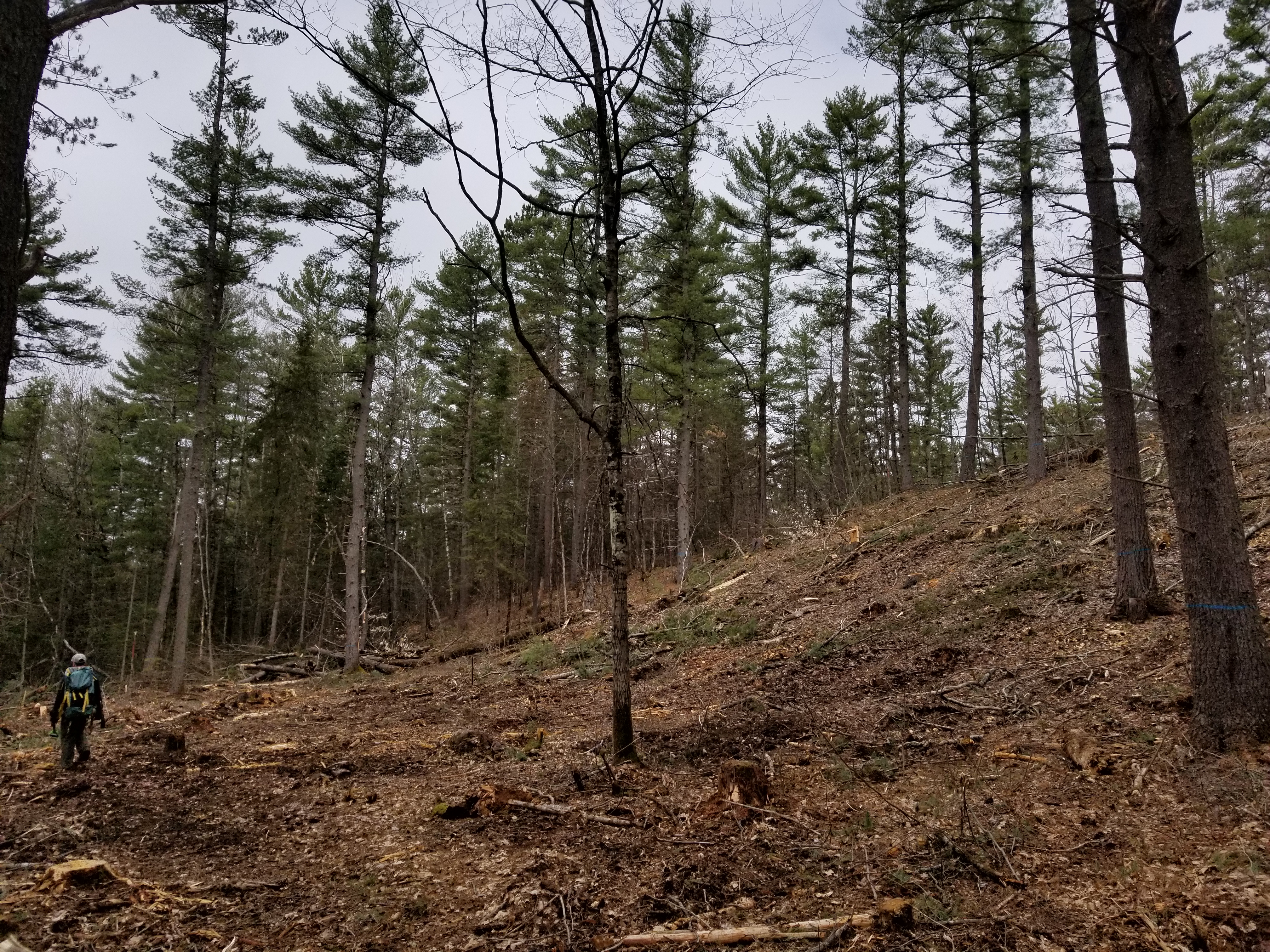 Petawawa Research Forest Resilience  