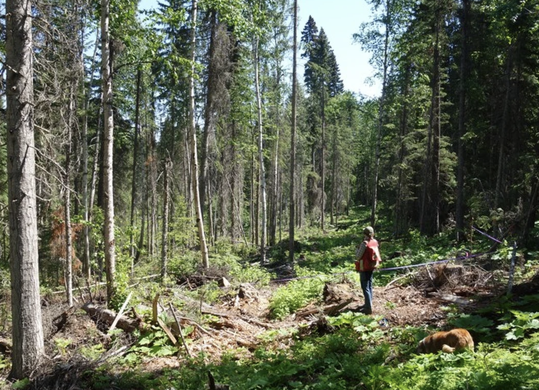 Photo of site by Che Elkin /University of Northern B.C.