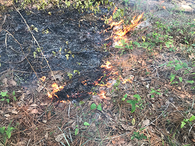 Slow fire in the ASCC control plots at the Jones Center; Photo Credit: Seth Bigelow, Joseph W. Jones Ecological Research Center at Ichauway