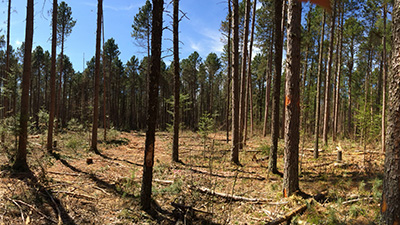 Resilience treatment post-harvest. Photo Credit: Brian Palik, USDA Forest Service, Northern Research Station 