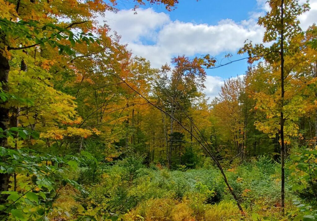 Forested area in Second College Grant Resilience Treatment; Photo Credit: Tony D'Amato, University of Vermont