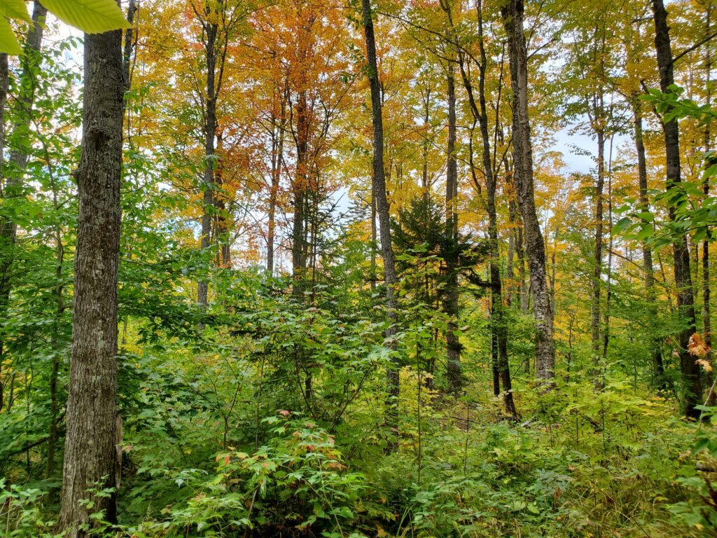 Densely forested area in fall with multi-colored leaves.