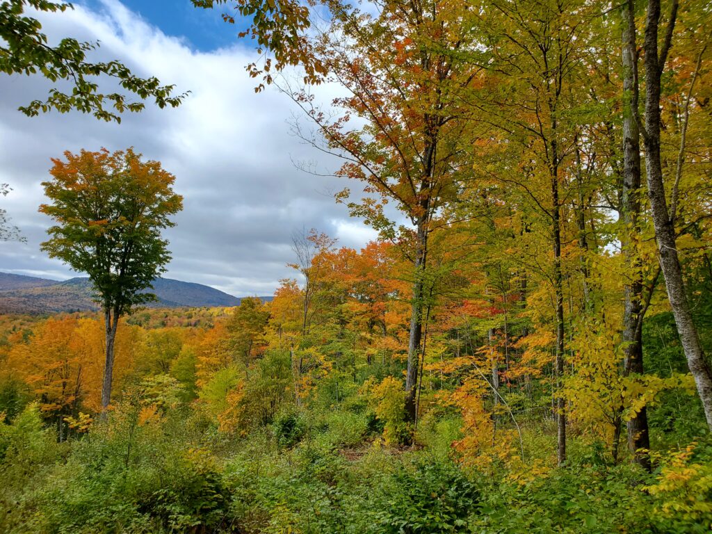 Looking towards the sky and mountains in the background through a forest gap in autumn.