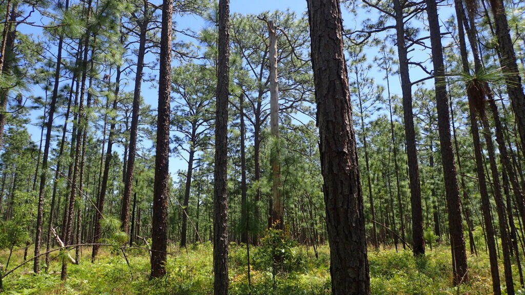 Mixed conifer forest with regrowth in the understory.