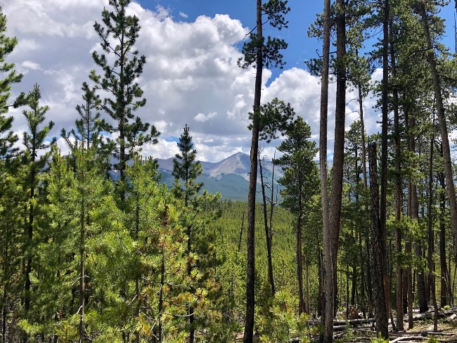 View of forest from treatment site in Taylor Park. Photo Credit: Kirsten Martin, Colorado State University