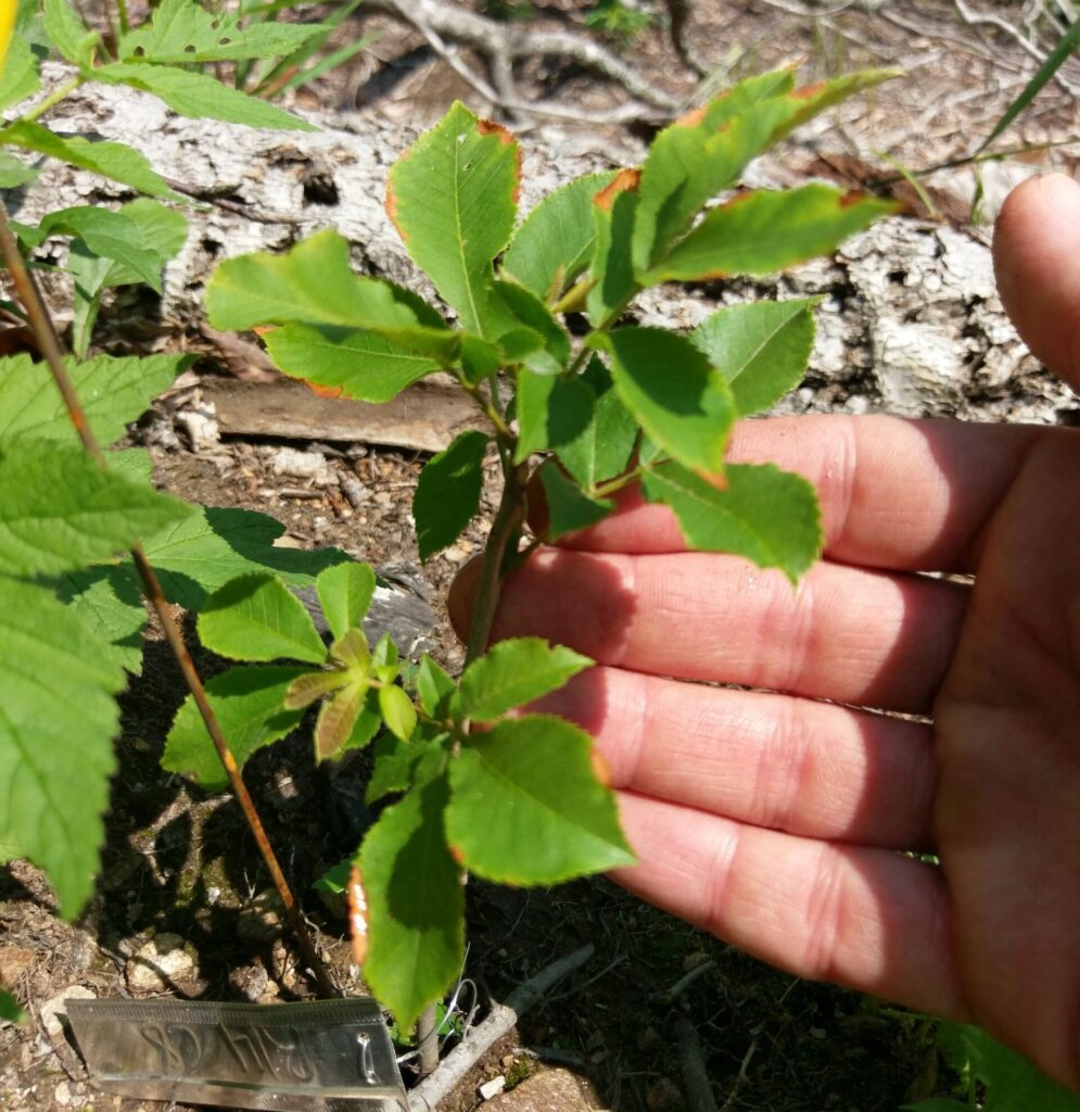 Hand next to a seedling.