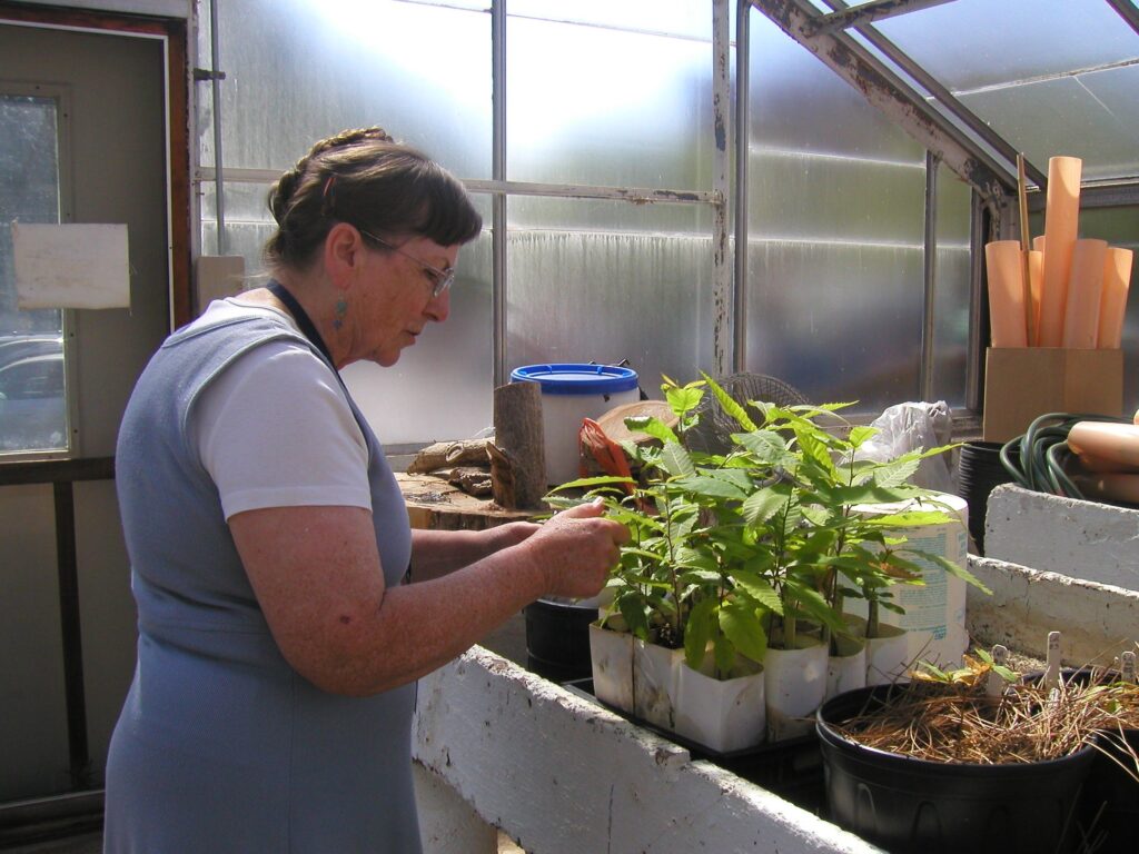Dr. Sandra Anagnostakis growing chestnut trees at the Connecticut Agricultural Experimental Station. Person standing next to a bench with seedlings on it attneding to them.