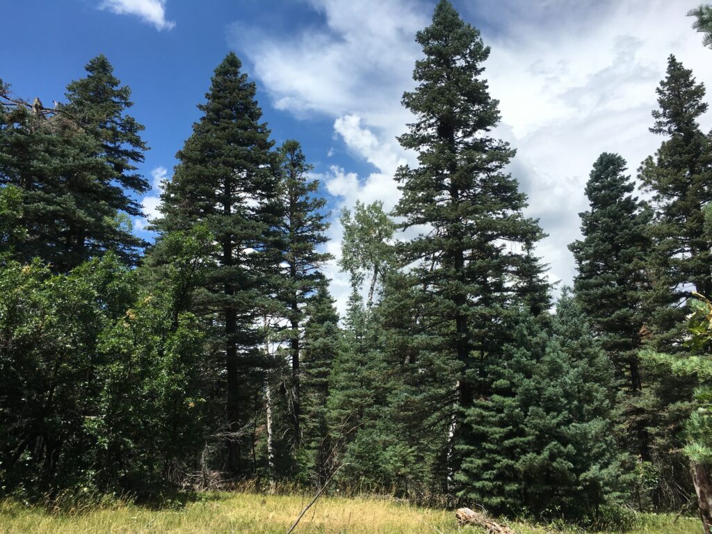 Mixed conifer forest.