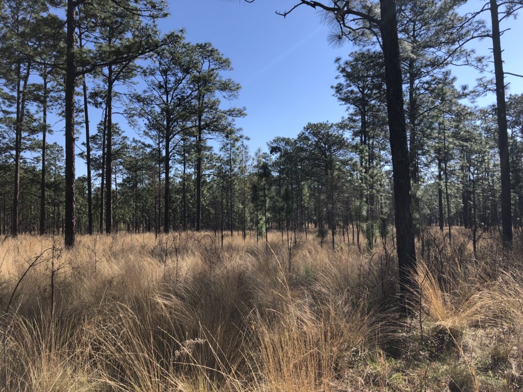 Forested area with grassy understory.