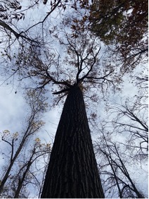 Looking up at a large, leafless tree.