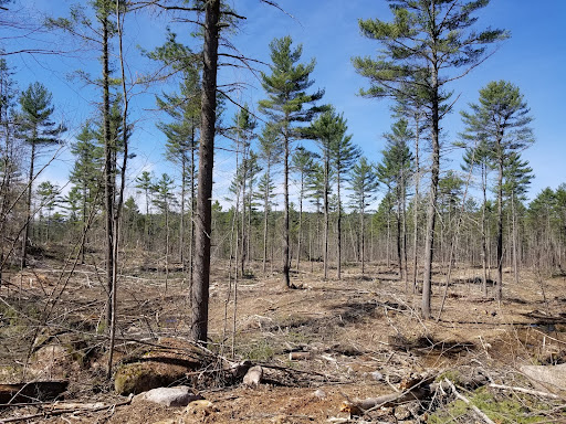 Sparsely forested area.