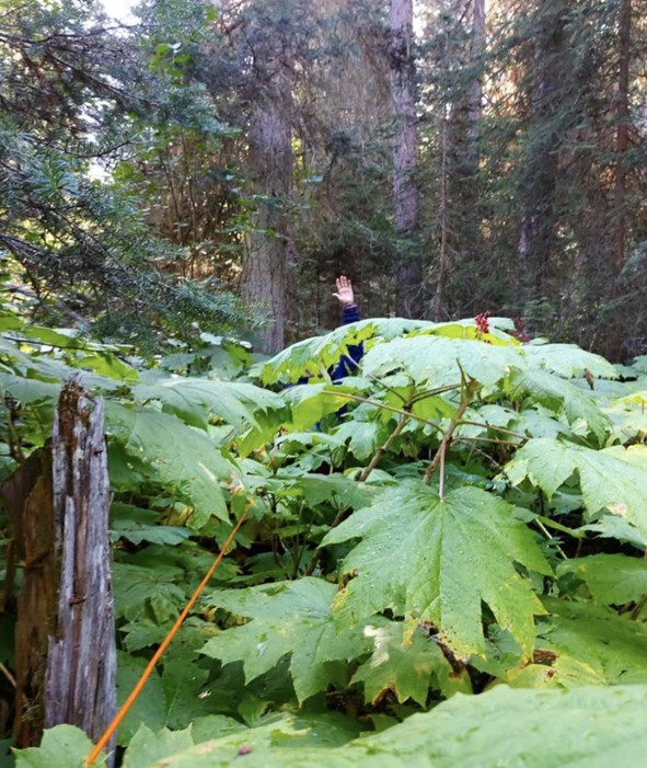 Large green leaves with a hand to show scale.