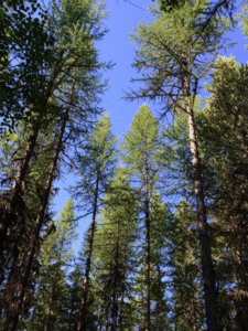 Looking up at the sky through the forest canopy.