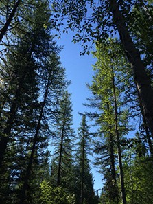 Looking up at the sky through the forest canopy.
