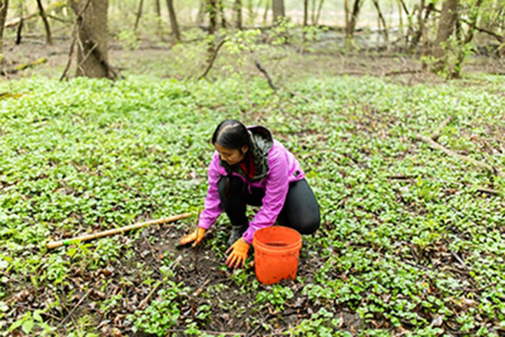 Person wearing gloves crouched down over the ground with an orange bucket planting seedlings.