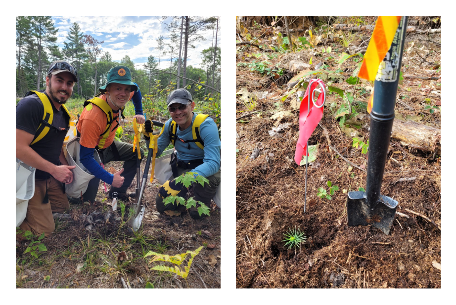 On the right side three people pose with equipment and on the left there is a shovel next to a seedling being planted.