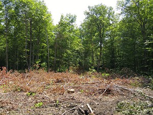 Semi-forested area in resilience treatment.