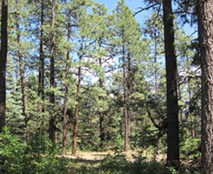 Mixed conifer forest.