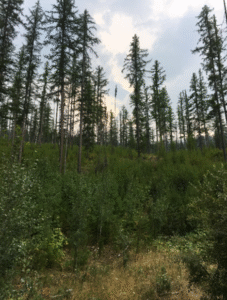 Looking at the understory and caopy of a mixed conifer forest.