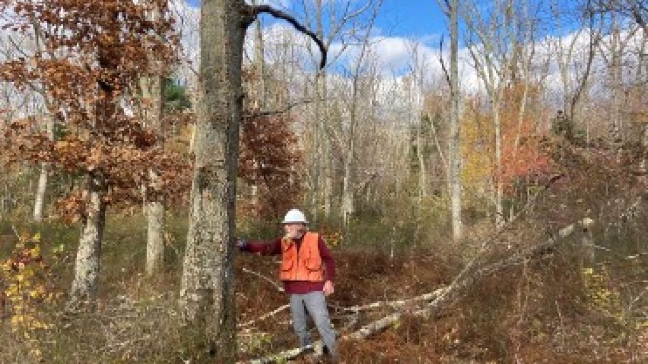 Improving forest health is a crucial component in these treatments, this depicts oak mortality in the Decoppet Preserve replicate site. Photo Credit: Christopher Riely, University of Rhode Island